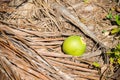 Abstract shot of coconut shells and palm trees Royalty Free Stock Photo