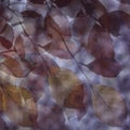 Abstract shot of delicate autumn leaves - perfect for a cool background