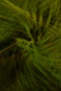 Abstract shot of ferns captured with intentional camera movement