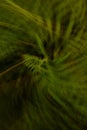 Abstract shot of ferns captured with intentional camera movement Royalty Free Stock Photo