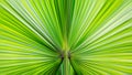 Abstract shot of green fan palm leaf with blurred converging lines towards the stem