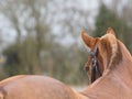 Horse Head Shot Royalty Free Stock Photo