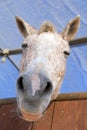 Abstract shot of the muzzle of a horse with blur backgruound