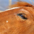 Abstract shot of the muzzle of a horse with blur backgruound