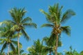 Abstract shot of natural coconut palm trees Royalty Free Stock Photo