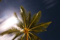 Abstract shot of natural coconut palm trees Royalty Free Stock Photo