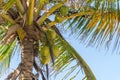 Abstract shot of natural coconut palm trees Royalty Free Stock Photo