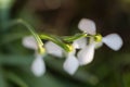 abstract shot of snowdrops from above