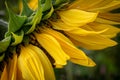 A close up of part of a sunflower, with a shallow depth of field Royalty Free Stock Photo