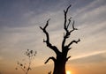 Abstract silhouette branch of dead tree Royalty Free Stock Photo