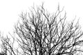 Abstract silhouette of Branch of dead tree, isolated on a white background.