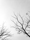 Abstract Silhouette Dried tree monotone