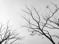 Abstract Silhouette Dried tree monotone