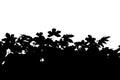 Abstract silhouette of leaf tree on white background. white and black. Royalty Free Stock Photo