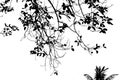 Abstract silhouette of leaf tree on white background. white and black. Royalty Free Stock Photo