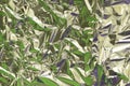 Abstract silver aluminum wrinkled foil multicolored background texture reflecting green and purple light. Silver