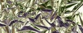 Abstract silver aluminum wrinkled foil multicolored background texture reflecting purple, green light. Silver crumpled Royalty Free Stock Photo