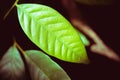 Abstract single leaf in shadow background