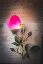 abstract single petal rose against wood background Royalty Free Stock Photo