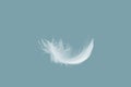 Abstract Single White Bird Feathers Falling in The Air. Swan Feather.