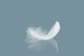 Abstract Single White Bird Feathers with Reflection. Swan Feather. Royalty Free Stock Photo