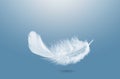 Abstract Single White Fluffly Feather Falling in The Air. Down Swan Feather