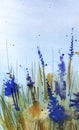 Abstract sketchy watercolor background. Field grass, flowers. Stalks, ears of dry grass. Bright blue flowers Muscari. Gently blue