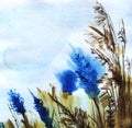 Abstract sketchy watercolor background. Stalks, ears of dry grass against a blue sky. Bright blue flowers. Natural buffy-earth