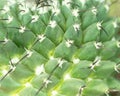 Abstract Slightly Blurred Background of Geometric Pattern of Cactus Surface with Spikes Needles Texture. Foliage Succulents