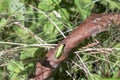 Blurred background with insect live scene in the jungles, Amazon River basin in South America