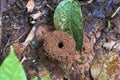 Blurred background with insect live scene in the jungles, Amazon River basin in South America