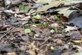 Blurred background with insect live scene in the jungles, Amazon River basin in South America