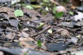 Blurred background with insect live scene in the jungles, Amazon River basin in South America