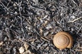 Abstract snail shell after grass burn