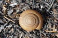 Abstract snail shell after grass burn