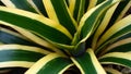 Abstract snake plant leaves pattern in bold geometry with sharp green and yellow edges