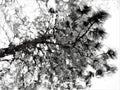 Abstract snow pine tree Royalty Free Stock Photo