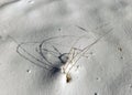 Abstract snow texture, land covered with snow, dry grass and shadows on a snow background