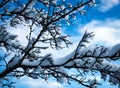 Abstract snowy branches bush