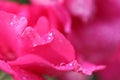 Abstract soft background of pink rose petals with water drops Royalty Free Stock Photo