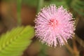 Abstract soft blurred and soft focus of Sensitive plant, Sleeping grass, Shameplant,the touch-me-not,Mimosa pudica, Fabaceae, Royalty Free Stock Photo