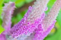 Abstract soft blurred and soft focus colorful of Uraria crinita , Leguminosae,Papilionoideae,the wild flower and Thai herb in the