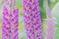 Abstract soft blurred and soft focus colorful of Uraria crinita , Leguminosae,Papilionoideae,the wild flower and Thai herb in the