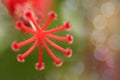 Abstract soft blurred and soft focus of Hibiscus rosa sinensis,Hibisceae, Malvaceae flower with bokeh, the beam, light and lens fl