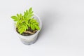 Abstract soft blurred and soft focus Marigolds,Tagetes,Tagetes erecta , Asteraceae, plant seedlings on the plastic glass, the whit Royalty Free Stock Photo