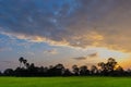 silhouette of the sunset with the green paddy rice field, the beautiful sky and cloud in the Royalty Free Stock Photo