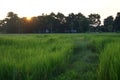 Abstract soft blurred and soft focus the silhouette of the sunset with the reproductive stage brown paddy rice field and the beaut