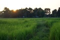 Abstract soft blurred and soft focus the silhouette of the sunset with the reproductive stage brown paddy rice field and the beaut