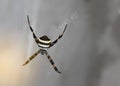 Abstract soft blurred and soft focus of Spider,Latrodectus geometricus,Theridiidae, Araneae,with the gray, beam light, and lens f