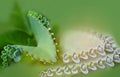 Abstract soft blurred and soft focus the surface texture of green leaves of Kalanchoe pinnata,Bryophyllum pinnatum, Crassulaceae,p